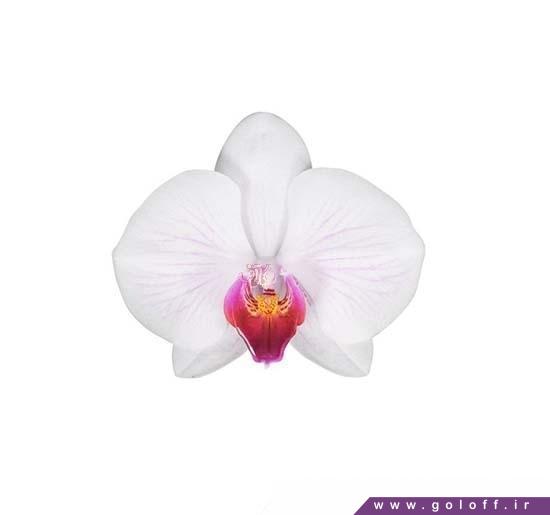 گل ارکیده فالانوپسیس دنور - Phalaenopsis Orchid | گل آف